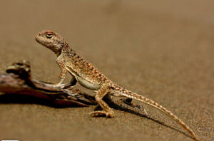 紅原沙蜥 紅原沙蜥