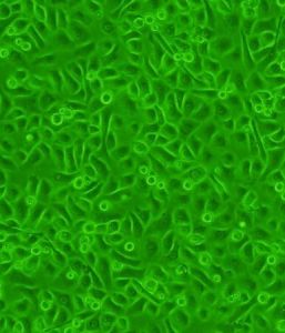 飼養細胞 飼養細胞