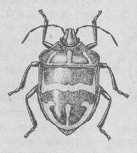 山字寬盾蝽 山字寬盾蝽