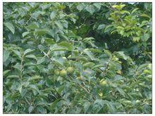 石灰山自然村水果種植業