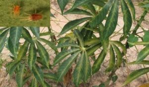 木薯單爪蟎 木薯單爪蟎