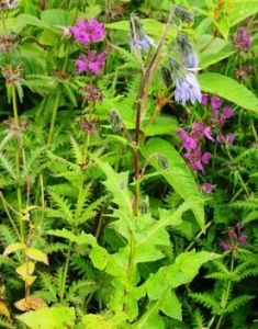 景東毛鱗菊 景東毛鱗菊