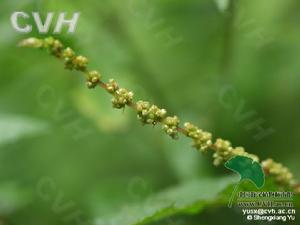 細序苧麻 細序苧麻