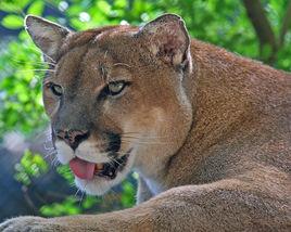 美洲獅[貓科動物]