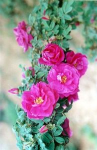 紫枝玫瑰 紫枝玫瑰