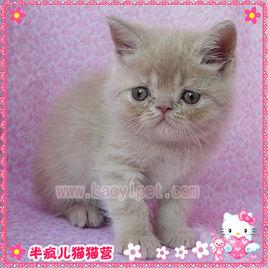 乳色異國短毛貓 乳色異國短毛貓