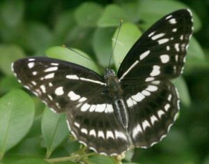 殘鍔線蛺蝶 殘鍔線蛺蝶