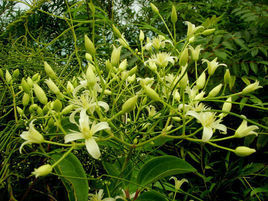 繡毛鐵線蓮 繡毛鐵線蓮