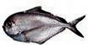 布氏真烏魴 布氏真烏魴