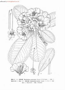 猴斑杜鵑 猴斑杜鵑