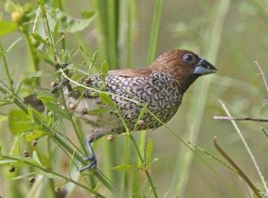 斑文鳥馬來亞種