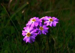 雅潔粉報春 雅潔粉報春