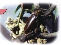 銹斑白條天牛 銹斑白條天牛