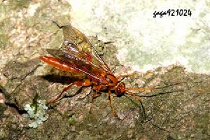 黃帶蛛蜂 黃帶蛛蜂