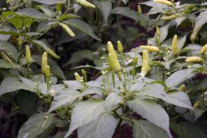 鹽津縣普洱鎮燈草村朝天椒