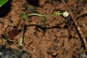 雙袋蘭屬 雙袋蘭屬