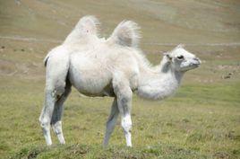 白駱駝[《鬼吹燈》中動物]