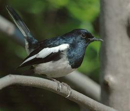 麝鼴指名亞種 麝鼴指名亞種