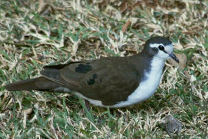 白胸森鳩 白胸森鳩