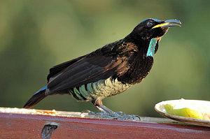 小掩鼻風鳥 小掩鼻風鳥