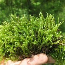 長枝鉤枝鐮刀蘚 長枝鉤枝鐮刀蘚