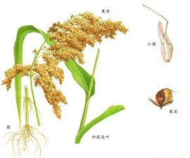 穀類作物 穀類作物