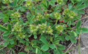 隱瓣山莓草 隱瓣山莓草