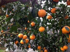 大雅柑桔 大雅柑桔