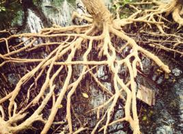 根系分泌物 根系分泌物