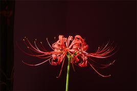 血液中盛開的鮮花 血液中盛開的鮮花