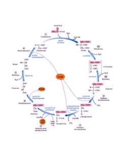 糖酵解系統 糖酵解系統