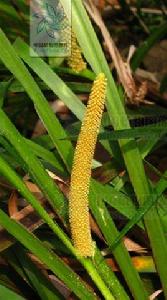 金邊石菖蒲 金邊石菖蒲