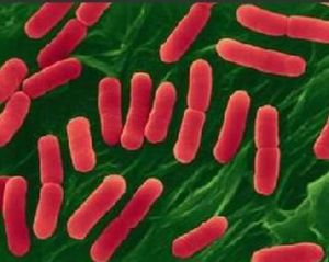 細菌社會 細菌社會