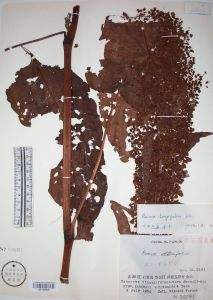 長葉酸模 長葉酸模