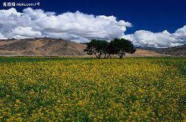 曠野[漢語辭彙]