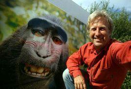 猴子著作權案 猴子著作權案