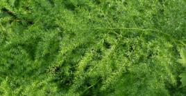 天門冬[中藥天門冬的簡稱]