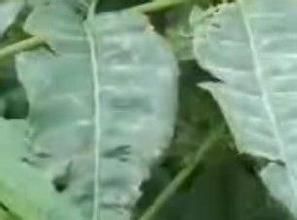 香椿紫紋羽病 香椿紫紋羽病