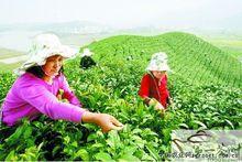 譚家河優質茶葉