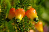 中國燈籠歐石楠1