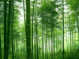 竹林[詞語釋義]