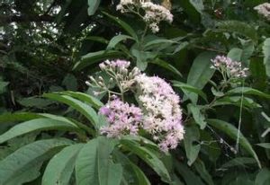 林生斑鳩菊 林生斑鳩菊