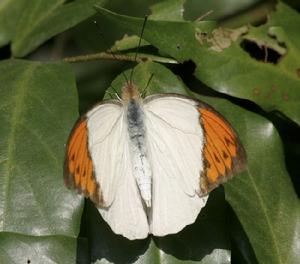 鶴頂粉蝶 鶴頂粉蝶