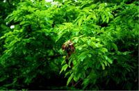 多裂黃檀 多裂黃檀