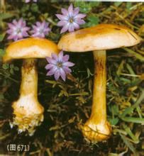 緣紋絲膜菌 緣紋絲膜菌