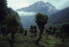 魯文佐里山 魯文佐里山