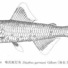 亮胸眶燈魚 亮胸眶燈魚