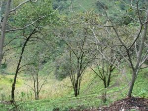 外楞麻村 外楞麻村