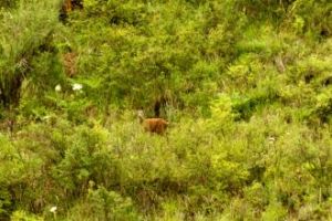 察青松多自然保護區 察青松多自然保護區