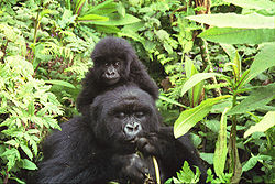 在盧安達維龍加火山公園的山地大猩猩母親及嬰兒